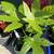 Berta's Plants Downtown 18 thumbnail