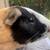 Guinea pig for adoption - very outgoing 1 thumbnail