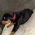 Doberman/pups/60443 2 thumbnail