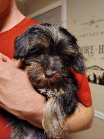 Cachorros Yorkie (Purcell)63670625750913124