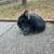 Netherland Dwarf Rabbits 2 thumbnail