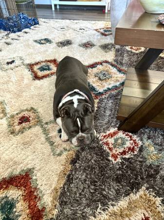 Micro Bully (Mount Carmel)63682421884033120