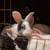 RABBITS! 2 thumbnail