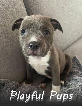 Gentle & Sweet PIT (Rapid City)63693280522881120