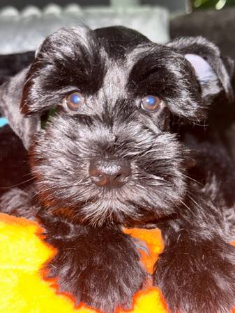 ??schnauzer girl ??63678139211777121