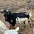 10 month polled Nigerian Dwarf Dapple Billy 7 thumbnail