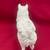 Minature American Eskimo Dog Figurine by Conversation Concepts DF83. 4 thumbnail