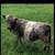 Farm Animal Sale 15 thumbnail