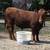 5 Red Angus Bulls 15 thumbnail