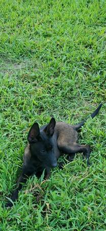 Cachorros AKC Belgian Malinois (union springs alabama)63664482089601122
