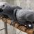 African grey 1 thumbnail