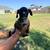 Boxer puppies 6 thumbnail