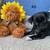 PUG Mix 1 thumbnail