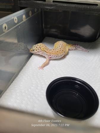 Leopard geckos (Perkasie)63797740324993124