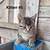 Friendly kittens! 10 thumbnail