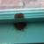 Got bugs?  Call Wholesale Termite, Pest Control & Fumigation Services 3 thumbnail