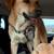 Meet Charlie! A loving Lab seeking her forever family 6 thumbnail