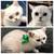 Scottish fold and straight kittens 4 thumbnail