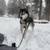 Siberian husky wolf 7 thumbnail