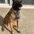 Belgian Malinois Female 2 thumbnail