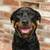 Rehoming a loving Rottweiler 3 thumbnail