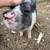 Potbelly pigs 1 thumbnail