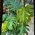 Monstera 1 thumbnail