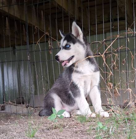 Husky puppy - farm & garden - by owner - sale - craigslist