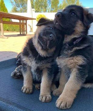 Cutest German shepherd puppy 1