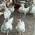Chickens 3 thumbnail