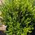 Boxwood 6 thumbnail
