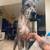 Rehoming Great Dane 3 thumbnail