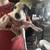 Heeler puppies in Portales, NM 14 thumbnail