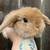 Holland Lop Baby Rabbits 4 thumbnail
