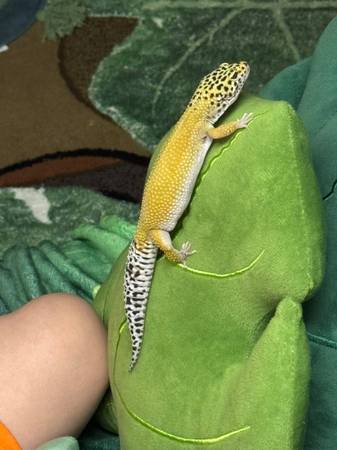free tripod leopard gecko63920762541571122