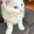 Available kittens 3 thumbnail