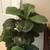 Live-like Artificial silk Fiddle Leaf Tree 3 thumbnail