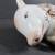 Vintage Chinese Famille Rose Porcelain Lucky Sleeping Pig Statue 9 thumbnail