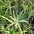 Mature Succulents For Landscaping 9 thumbnail