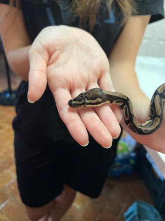 Python cage and contents63920390682755120