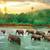 NIB! Eurographics Rainforest 1000 Piece Jigsaw Puzzle Elephants New Se 1 thumbnail
