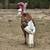 Bourbon Red Turkey 2 thumbnail
