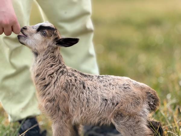 Bottle-raised Nigerian × Spanish kids — buck & doeling — dual-purpose 1