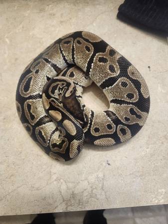 Male volta ball python (Las Cruces)63976189678082120