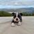 Boston Terrier Puppy 1 thumbnail
