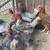 Chickens, Laying Hens and Pullets 3 thumbnail