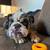 Rehoming Merle English Bulldog 1 thumbnail