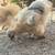 Silkie hens 6 thumbnail