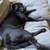 6 year old lab mix 3 thumbnail