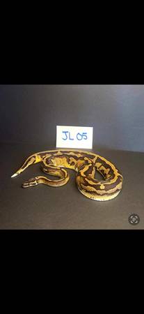 Ball pythons downsizing (Cambridge)63906251328771124